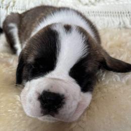 Orange Collar - Brown and white male Saint Bernard puppy in New York from Johnson Farms