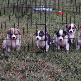 Pembroke Welsh Corgi Puppies from Ranch Hand Corgis