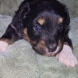 Rajah - Black tri female Miniature Australian Shepherd puppy in Sunbury, Pennsylvania from Elemental Mini Aussies