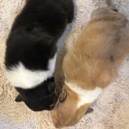 Tri girl - Black white and tan female Collie puppy in Abilene, Texas from Regal Lassie's