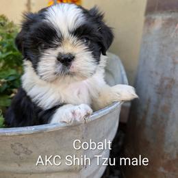 Cobalt - Black and white male Shih Tzu puppy in Ashwood, Oregon from Kelly Hendrix's Cavalier King Charles Spaniels & Toy Australian Shepherds