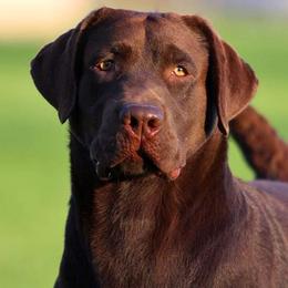 Koda - Chocolate male Labrador Retriever puppy in Murrieta, California from The Golden Leash Kennels