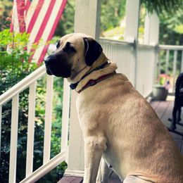Starla - Anatolian Shepherd Dog