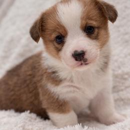 Coco - Red female Pembroke Welsh Corgi puppy in Beggs, Oklahoma from Blue Diamond Corgi’s