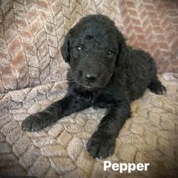 Pepper - Black female Poodle puppy in Athens, Georgia from Alexander’s Standard Poodles