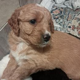 Hazel - female Assorted Doodle Crosses puppy in Northumberland, Pennsylvania from Light and Life Doodles