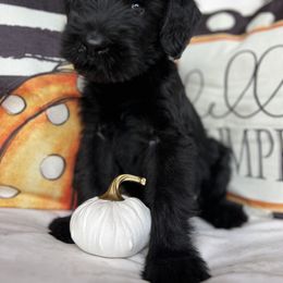 Giant Schnauzer and Miniature Schnauzer Puppies from Hillside Kennels