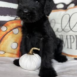 Giant Schnauzer and Miniature Schnauzer Puppies from Hillside Kennels