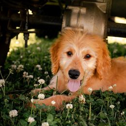 Bernedoodle, Bernese Mountain Dog, and Goldendoodle Puppies from Red Door Canines