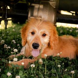 Bernedoodle, Bernese Mountain Dog, and Goldendoodle Puppies from Red Door Canines