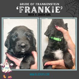 Frankie - female Golden Mountain Dog puppy in Boiling Springs, South Carolina from OlliePups, LLC