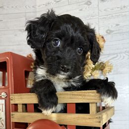 Aspen - Black and white female Aussiedoodle puppy in Bronson, Florida from Tabler Family Puppies