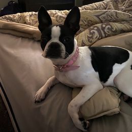 Boston Terrier All Grown Up from Ashley Miller