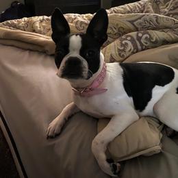 Boston Terrier All Grown Up from Ashley Miller