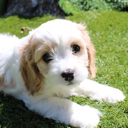 Cavalier King Charles Spaniel, Cavapoo, Havanese, and Havapoo Puppies from Grayfinn House