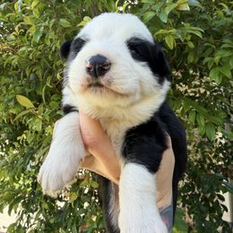 Black panda female - Panda female German Shepherd puppy in California from Singleton Shepherds