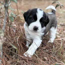 Dark pink female - Red and white female Saint Bernard puppy in Albany, Georgia from Magnolia Saint Bernards