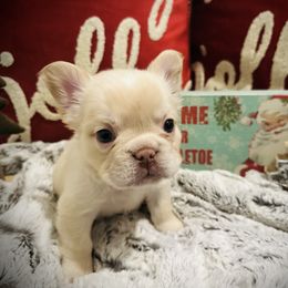 Fluffy Cream - Fawn and white male French Bulldog puppy in Jordan Valley, Oregon from Floating Feather Frenchies