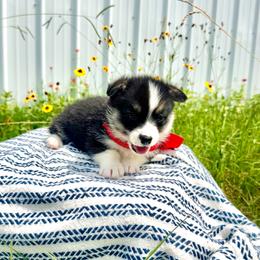 Lulu's Red Boy - Black and tan male Pembroke Welsh Corgi puppy in Vilonia, Arkansas from Lucky Pups Corgis