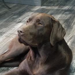 OTIS - Labrador Retriever