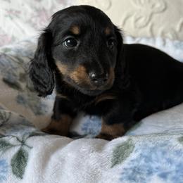 Robin - Black and tan male Dachshund puppy in Temecula, California from Naomi Magee's Dachshund Kennel