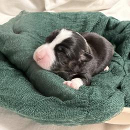 Peter - Black and tan male Pembroke Welsh Corgi puppy in Bloomfield, Iowa from Beebe’s Corgis