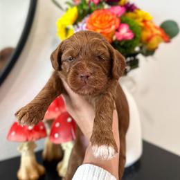 Queen of Hearts - Caramel red female Australian Labradoodle puppy in Palmdale, California from Pixie Doodle Paws