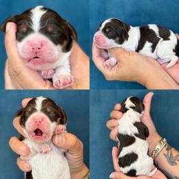 Venice - Brown and white male Cockapoo puppy in Yuciapa, California from AlltheDoodlez_