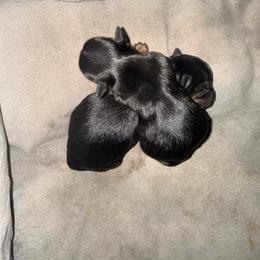 Yorkshire Terrier puppies from De La Cruz Yorkies