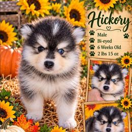 Hickory - 1800 - Black and white male Pomsky puppy in Spring Hill, Florida from www.PuppyTimeEmporium.com