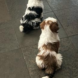 Benny - Black gold and white male Shih Tzu puppy in Eastvale, California from Gigi’s Shih tzu