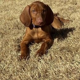 Vizsla Puppies from Legacy Vizslas - Zionsville, Indiana