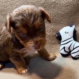 Marley - Chocolate, tan and white male Yorkshire Terrier puppy in Paris, Tennessee from Nolan’s Yorkie Farm