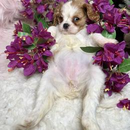 Shimmer - Blenheim female Cavalier King Charles Spaniel puppy in Conway, Missouri from Jordan  Harrison