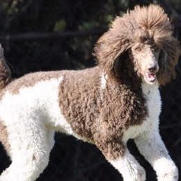 Poodles from Mark's Poodles