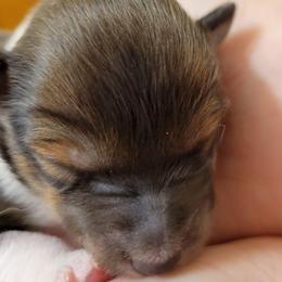 Paprika - Sable and white female Shetland Sheepdog puppy in Kaycee, Wyoming from Heavenly Shelties