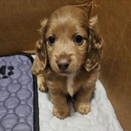Charlie - Red male Dachshund puppy in Killen, Alabama from Catherine's Mini Dachshunds