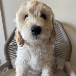 Man-dough Lorien - Cream male Labradoodle puppy in Lubbock, Texas from Lucky Labradoodles