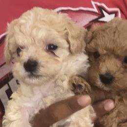 Yorkipoos from Eleven:11 Kennels
