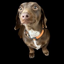 Hazel Grace - Dachshund