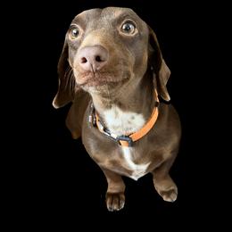 Hazel Grace - Dachshund
