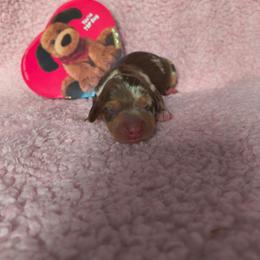Smores - Dapple male Dachshund puppy in Opelika, Alabama from Dachshund Darlins