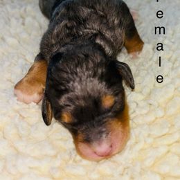 Tinie - Blue merle female Bernedoodle puppy in Batavia, Ohio from Donciedoodlesohio.com