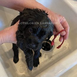"Bath Time" Labrador Retriever Puppies from Lothlorien Labradors