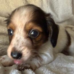 Girl 2 - Piebald female Dachshund puppy in Cherokee, Oklahoma from Special “K” Dachshunds