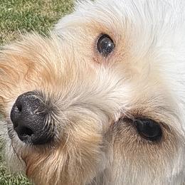 Morkies from Morkies of Milton