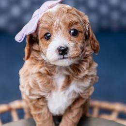 Rosie - Red  female Goldendoodle puppy in Lumberton, Mississippi from SouthernDoodlebug/ Utah Doodlebug