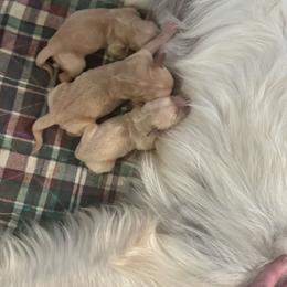 Holly - Golden female Golden Retriever puppy in Payette, Idaho from Stonewick Retrievers
