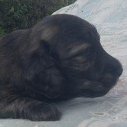DB Muffat Toccata - Cream female Dachshund puppy in Summerfield, Florida from D & B Ranchette