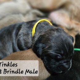 Boy 2 - Chestnut brindle male Cane Corso puppy in Sandia, Texas from OneTime Cane Corso